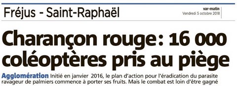Charançon rouge