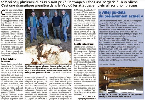 Attaque de loups